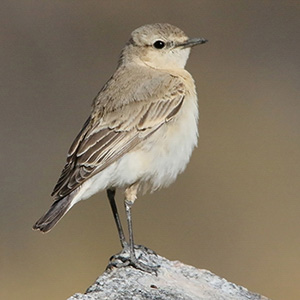 Isabelline Wheatear